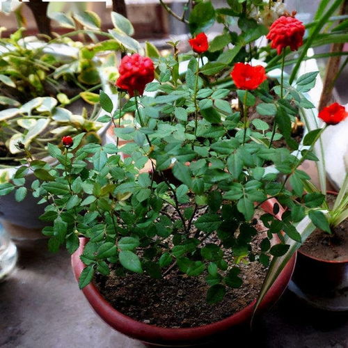 月季快速长笋芽的方法