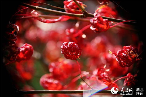 红枫花的花语和寓意究竟蕴含着怎样的神秘之美