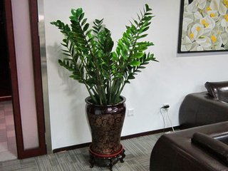 三大元凶，揭秘金钱树叶子发白之谜！