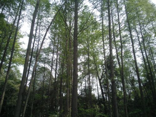 太行山区的成功经验：