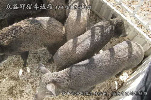 哪种驱虫效果更好？