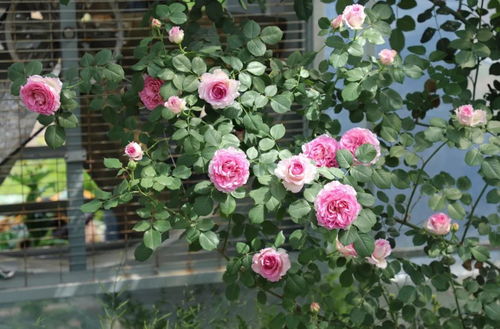 藤本月季里的香香们