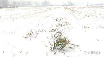 六月雪，传说中的空气净化高手？