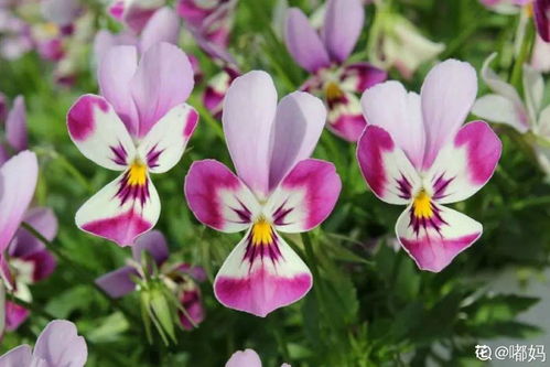 北方秋冬季抗冻花卉大盘点