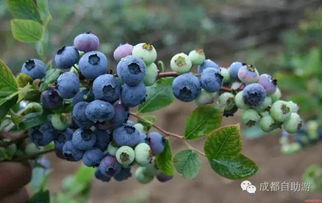 夏天管理蓝莓树，如何确保果实丰收