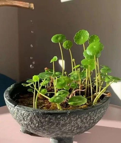 水培铜钱草秋冬怎么养？如何让它们安全过冬