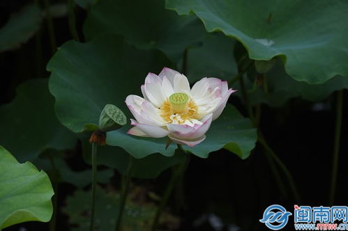 荷花夏季盛开，最佳观赏期是何时