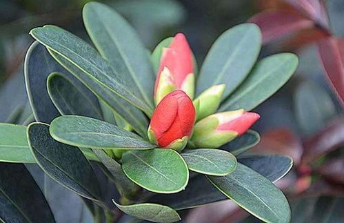 四季茶花为何不开花？探究原因与解决方法