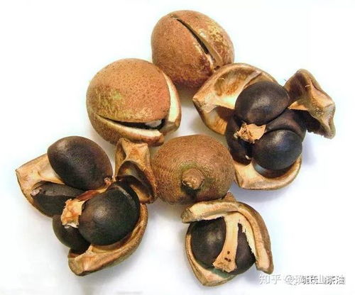 广西油茶油价格一览：一斤多少钱？揭秘山茶油榨制成本