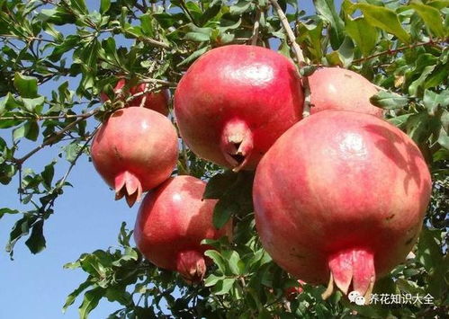 探索红枣的花卉寓意：揭秘其文化与象征意义