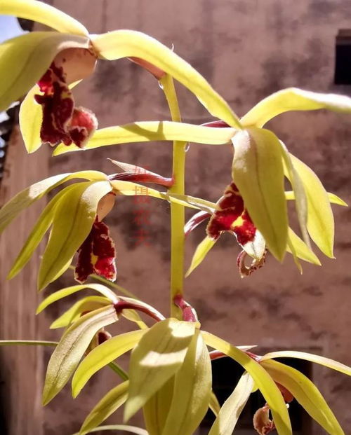 兰花出现状况，磷钾肥料惹的祸？