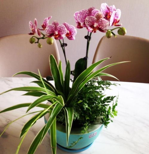 土壤的选择：适合蝴蝶兰的土壤