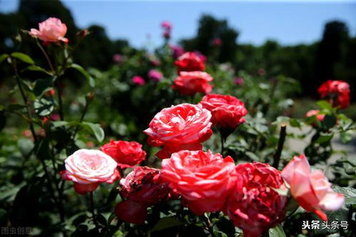 真宙月季：伊芙系列中的高贵典雅