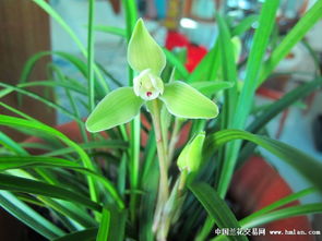 春节兰花处理，如何让它们绽放更久