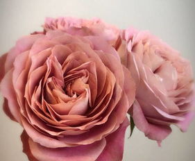 复古之艳，艾里斯韦伯