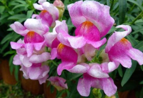 蝴蝶兰：网红花卉，花型似蝶，美艳动人
