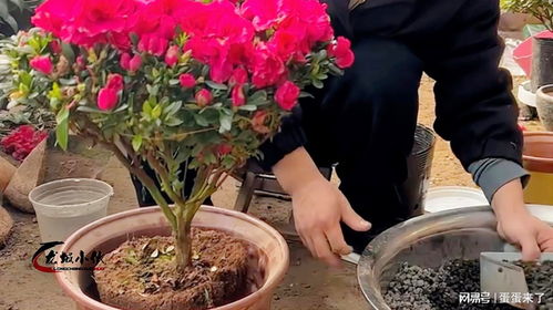 哪里有卖玫瑰花种子？资深花农推荐哪家店