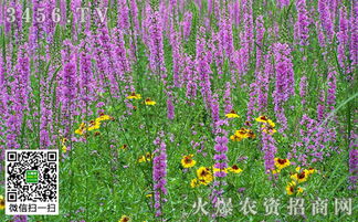 千屈菜与柳兰，两朵花的不同风采