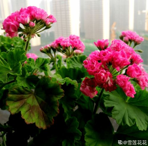 秋冬季花色斑斓，快来挑一款你喜欢吧！