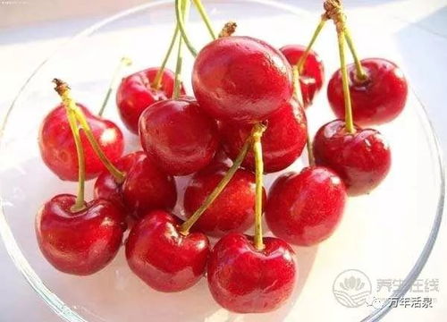 樱桃种子泡水大揭秘：泡几天才嫩催芽？新手必堪！