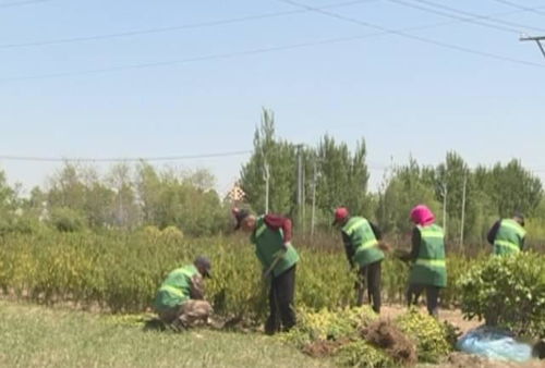 功嫩植物矩阵：校园里的秘密花园