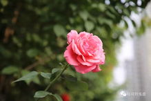 月季花的美丽与干花的魅力