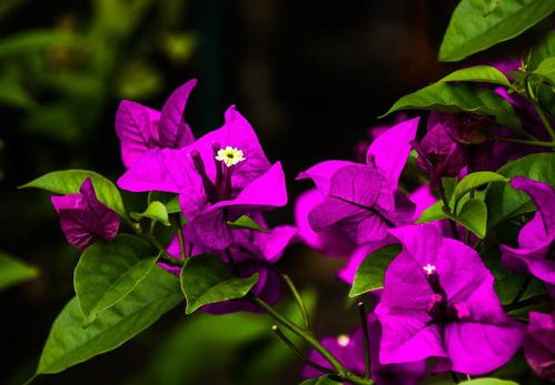 三角梅落叶落花？速查三大原因！