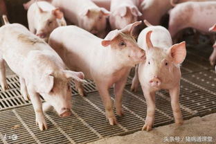 春季猪群如何用药和管理进行有效驱虫？