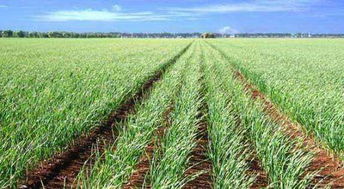 柴胡同行的秘密：如何挑选种子， 避开种植误区