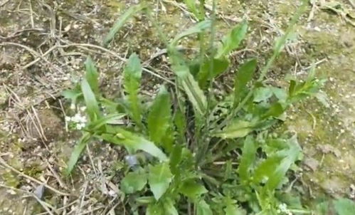 有毒荠菜长啥样？教你快速辨别