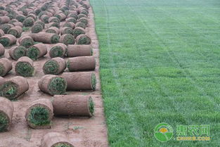 春季苗木移栽，成活率提升的小窍门