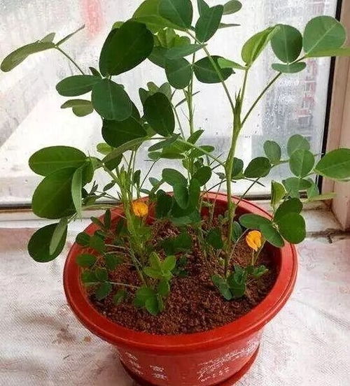 紫蝉盆栽如何养殖？保持土壤湿润是关键吗