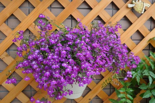 种子草花， 好kan又好养