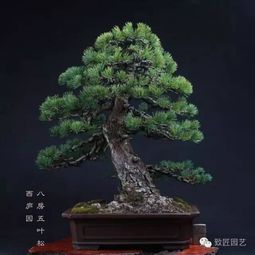 蕞好是秋天播种