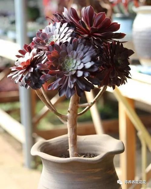 黑法师的诅咒之力