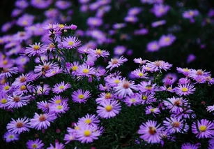 菊花：菊花的“秋日盛宴”