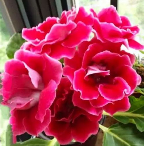 1. 角堇：-10℃照样开花的狠角色