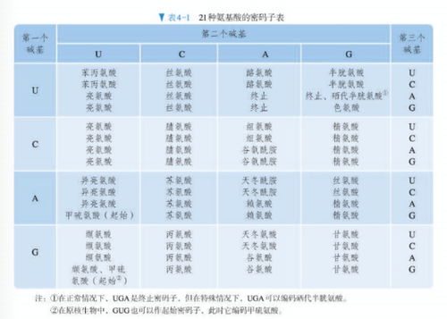 动物饲料中非必须氨基酸和必需氨基酸有何区别？