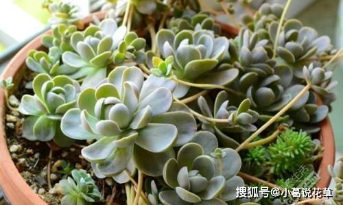 多肉种植，如何轻松拆分一株成两