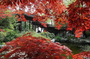 彩色树木的广泛应用