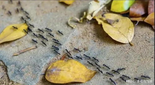 蚂蚁的触角用于感知环境、交流信息、寻找食物和伴侣