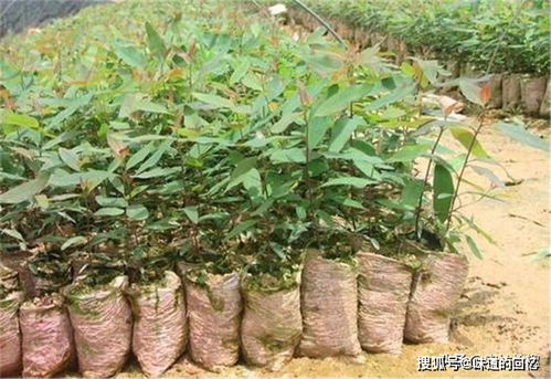 药用采收的时机