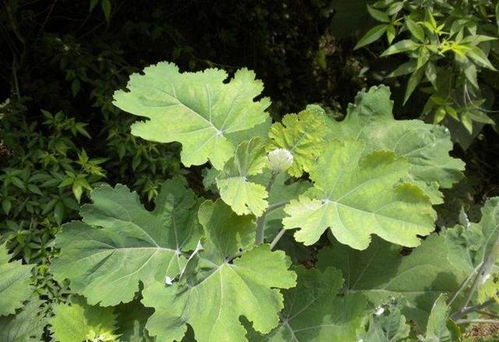 小编观点：种这玩意儿就得学钓鱼佬的耐心！