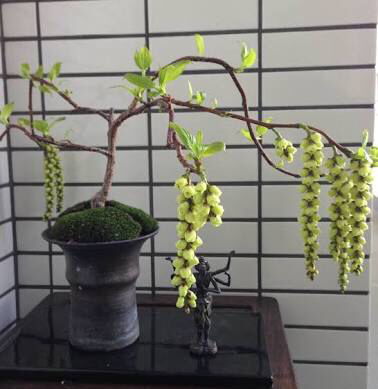 贝利氏相思树繁殖的困境与突破