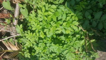 中国医学科学院2025年研究：丹参种子贮藏3年后发芽率下降40%