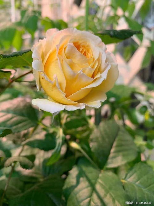 花色与香气：美得让人心动