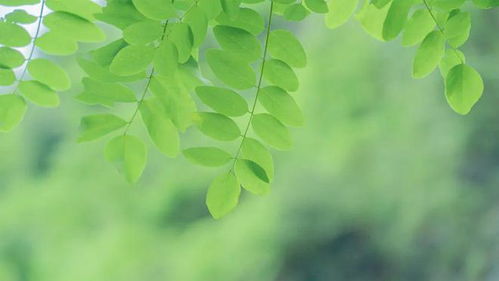 一叶莲（拥抱坚韧的力量）如何帮助我们在逆境中保持积极心态