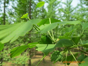 二、 桂花树苗交易额火爆，供应丰富