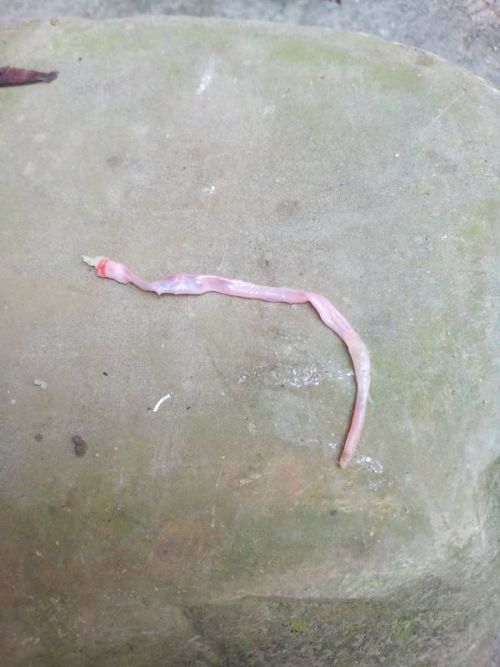 猪打虫的重要性