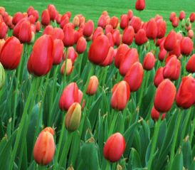 种球的选择和种植时间